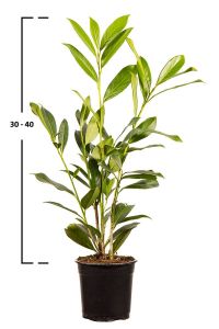 Prunus laurocerasus ´CAUCASICA´ 30-40cm, kontejner (bobkovišeň)