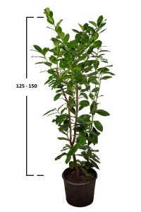 Prunus laurocerasus 'NOVITA' 125-150cm, kontejner (Bobkovišeň)