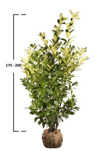 Prunus laurocerasus 'ROTUNDIFOLIA' 175-200cm, (Bobkovišeň)