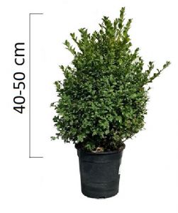 Buxus sempervirens  40-50 cm, (kontejner)