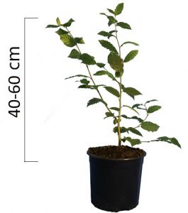 Carpinus betulus 40-60cm, kontejner