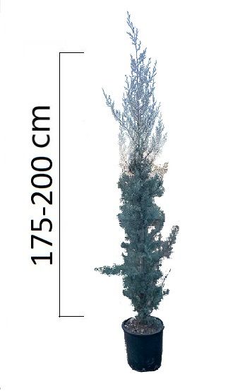 Cupressus arizonica ´Fastigiata´ 175-200cm, kontejner