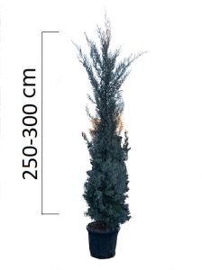 Cupressus arizonica ´Fastigiata´ 250-300 cm, kontejner