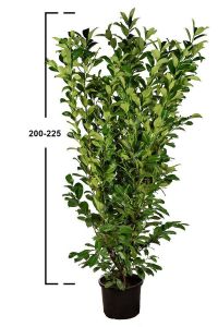 Prunus laurocerasus ´Novita´200-225cm, kontejner (Bobkovišeň)