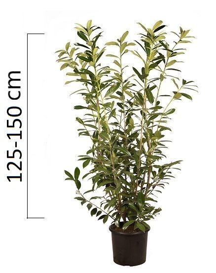 Prunus laurocerasus ´Caucasica´ 125-150cm, kontejner