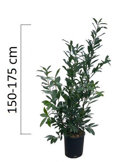 Prunus laurocerasus 'CAUCASICA' 150-175cm, kontejner