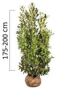 Prunus laurocerasus 'CAUCASICA' 175-200cm