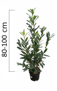 Prunus laurocerasus ´Caucasica´ 80-100cm, kontejner