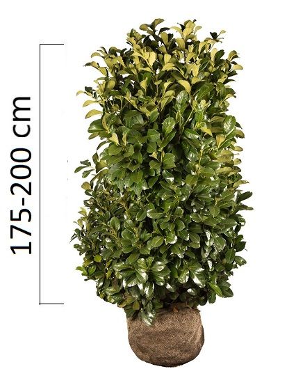 Prunus laurocerasus ´Etna´ 175-200cm