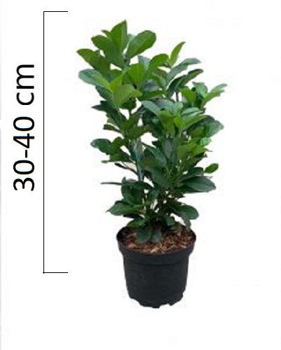 Prunus laurocerasus ´Etna´ 30-40cm, kontejner