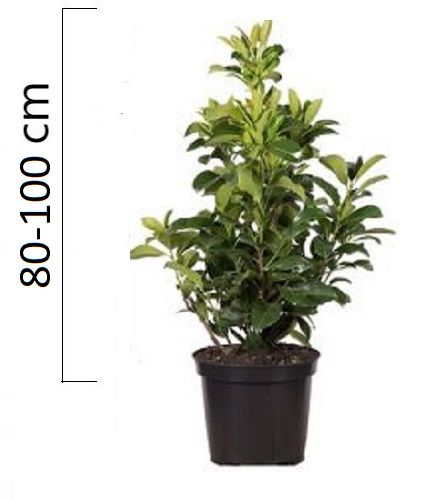 Prunus laurocerasus ´Etna´ 80-100cm, kontejner