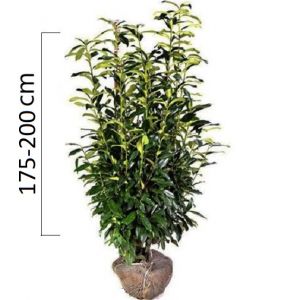 Prunus laurocerasus ´Genolia´ 175-200 cm
