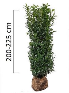 Prunus laurocerasus ´Genolia´ 200-225cm