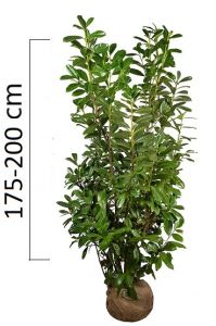 Prunus laurocerasus 'NOVITA' 175-200cm