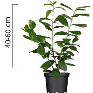 Prunus laurocerasus ´Novita´ 40-60cm, kontejner