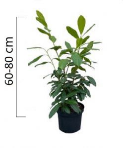 Prunus laurocerasus ´Novita´ 60-80cm, kontejner