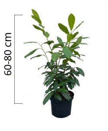 Prunus laurocerasus ´Novita´ 60-80cm, kontejner