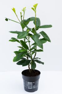 Prunus laurocerasus ´Novita´ 30-40cm, kontejner (Bobkovišeň)