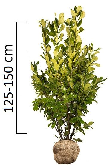 Prunus laurocerasus 'ROTUNDIFOLIA' 125-150cm