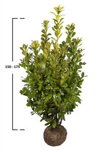 Prunus laurocerasus ´Rotundifolia´ 150-175cm
