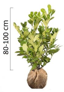 Prunus laurocerasus 'ROTUNDIFOLIA' 80-100cm