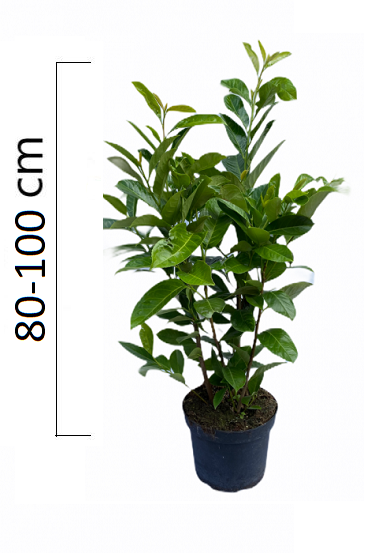 Prunus laurocerasus ´Rotundifolia´ 80-100cm, kontejner