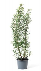 Prunus lusitanica ´Angustifolia´ 125-150cm, kontejner
