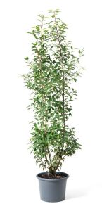 Prunus laurocerasus ´Angustifolia´ 175-200cm, kontejner
