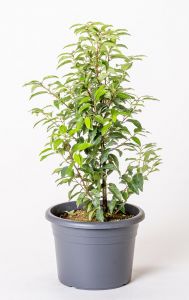Prunus lusitanica ´Angustifolia´ 30-40cm, kontejner