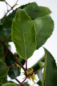 Prunus lusitanica ´Angustifolia´ 80-100cm, detail