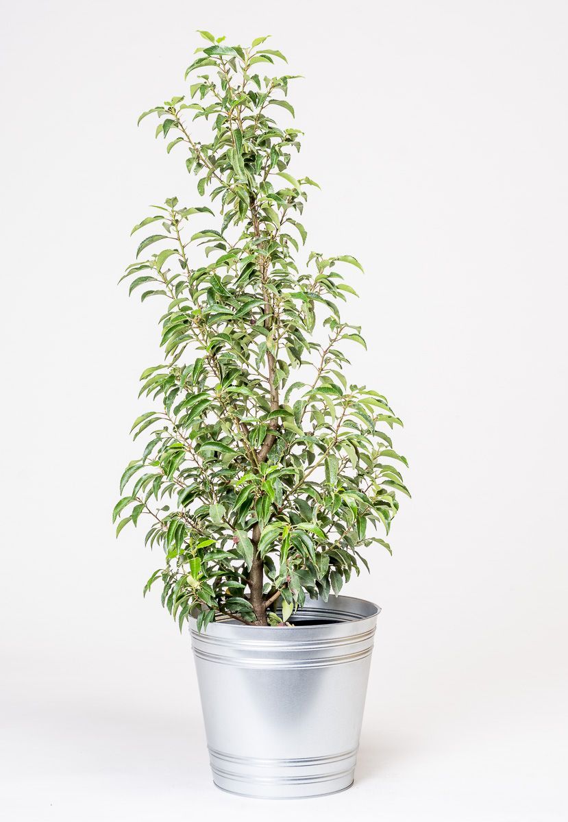 Prunus lusitanica ´Angustifolia´ 80-100cm, kontejner