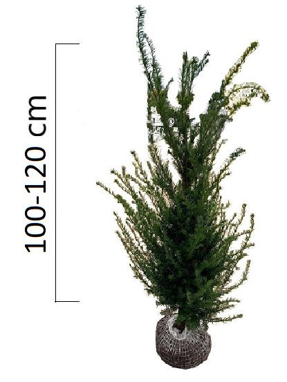 Taxus baccata 100-120cm