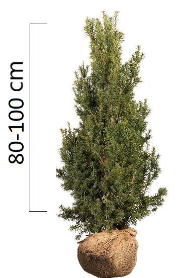Taxus media ´Hicksii´ 80-100cm