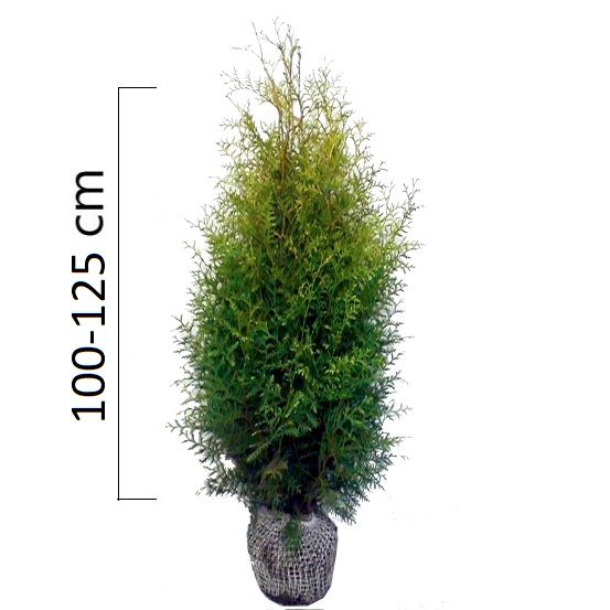 Thuja occidentalis ´Brabant´ 100-125cm