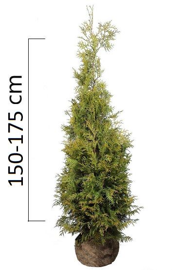 Tuhuja occidentalis ´Brabant´ 150-175cm