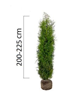 Thuja occidentalis ´Brabant´200-225cm