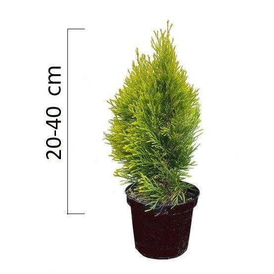 Thuja occidentalis ´Golden Smaragd´ 20-40cm