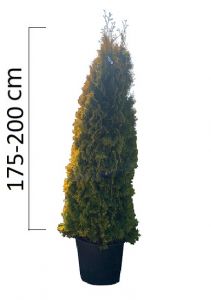 Thuja occidentalis 'Jantar' 175-200cm, kontejner