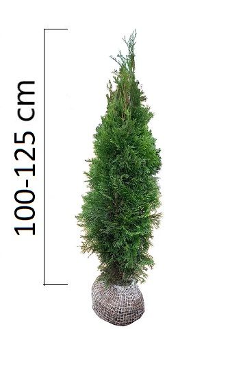 Thuja occidentalis ´Smaragd´ 100-125cm