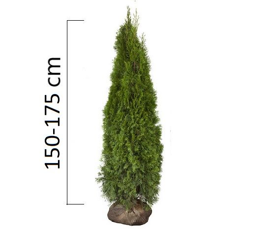 Thuja occidentalis ´Smaragd´ 150-175cm