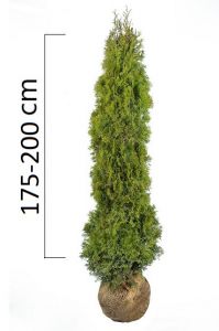 Thuja occidentalis 'Smaragd'' 175-200cm, bal (Túje) 