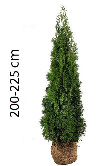 Thuja occidentalis 'Smaragd' 200-225cm