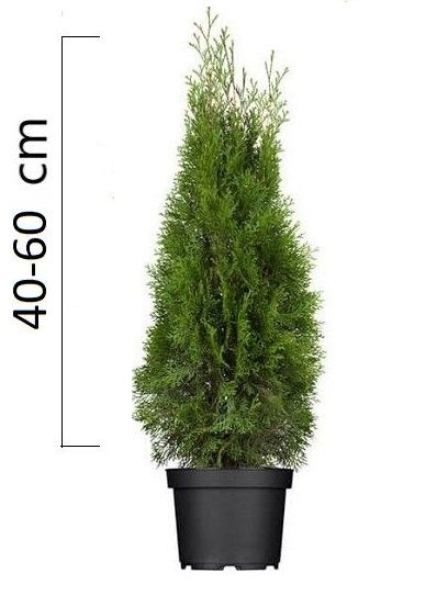 Thuja occidentalis ´Smragad´40-60cm