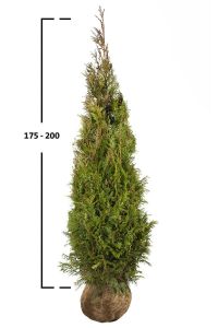 Thuja plicata ´Martin´ 175-200cm