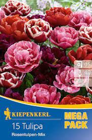 Kiepenkerl Mega-Pack Tulipa MIX 15ks/bal