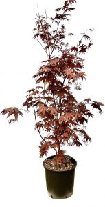 Acer palmatum ´Bloodgood´, výška 100-125cm, kontejner 18l