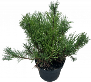 Borovice kleč - Pinus mugo pumilio, 15-20cm, kontejner, H13