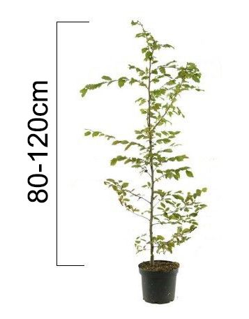 Carpinus betulus 80-120 cm, kontejner (Habr)