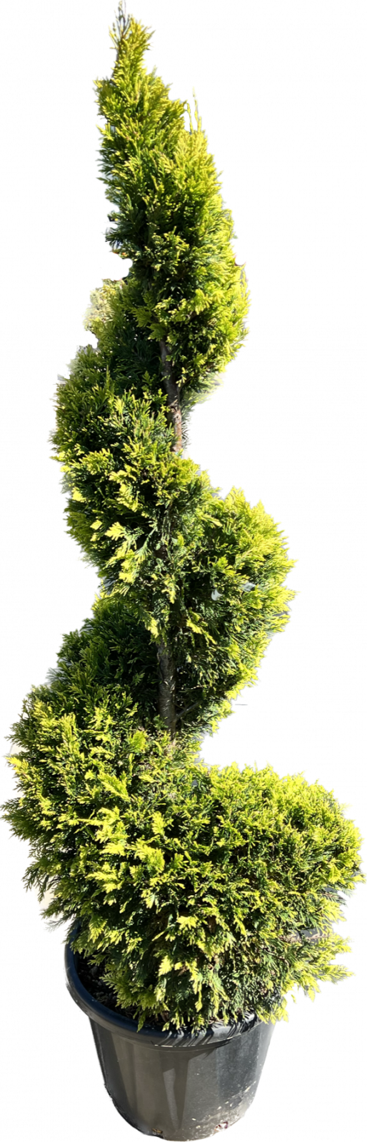 Cupressocyparis leylandii ´Pyramidalis´ 170cm