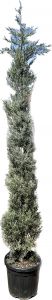 Cupressus arizonica ´Fastigiata´ 225-250 cm, kontejner (Cypřiš)